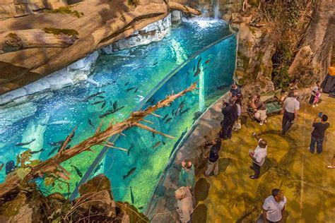 Memphis aquarium - 0:58. On Sept. 7, 2022, Memphis Zoo president and CEO Matt Thompson took his son to a Twenty One Pilots concert in Nashville for his 18th birthday. The two had floor tickets, and they were ...